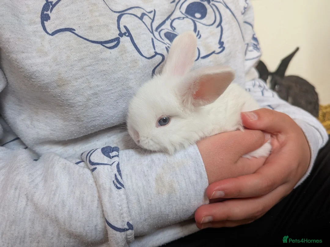 Mixed Breed rabbits for sale: 3 Neverland dwarf rabbits cross lop - Advert 1