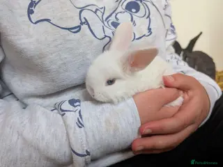 Mixed Breed rabbits 2 Neverland dwarf rabbits cross READY TO GO - Advert 1