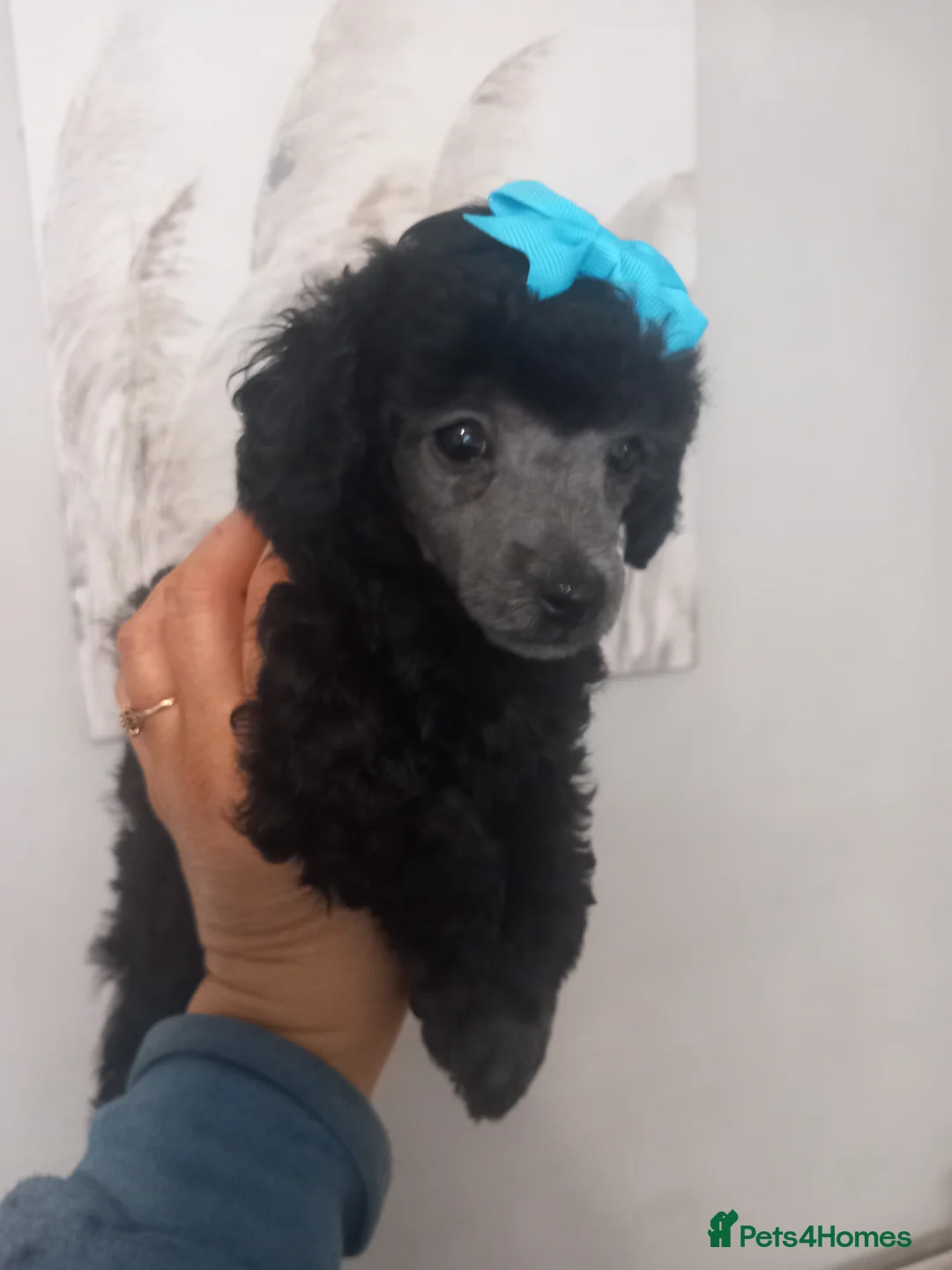 Toy Poodle dogs for sale: BEAUTIFULL TINY KC FULL PEDIGREE TOY POODLES* - Advert 9