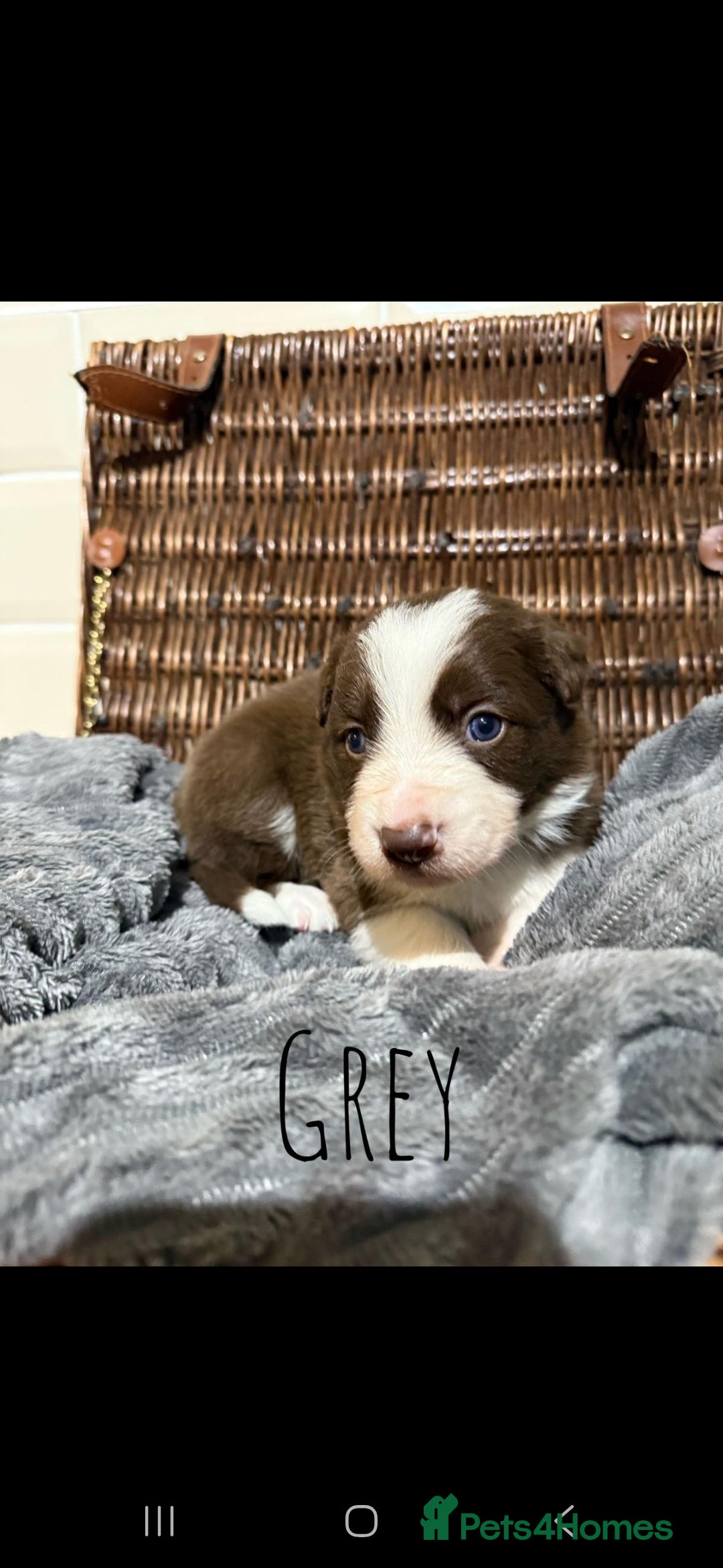 Border Collie dogs for sale: Brown,tan and white border collie pups for sale  - Advert 12