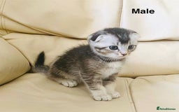 Scottish Fold cats for sale: Adorable 8 weeks old Scottish fold kittens! - Image 11
