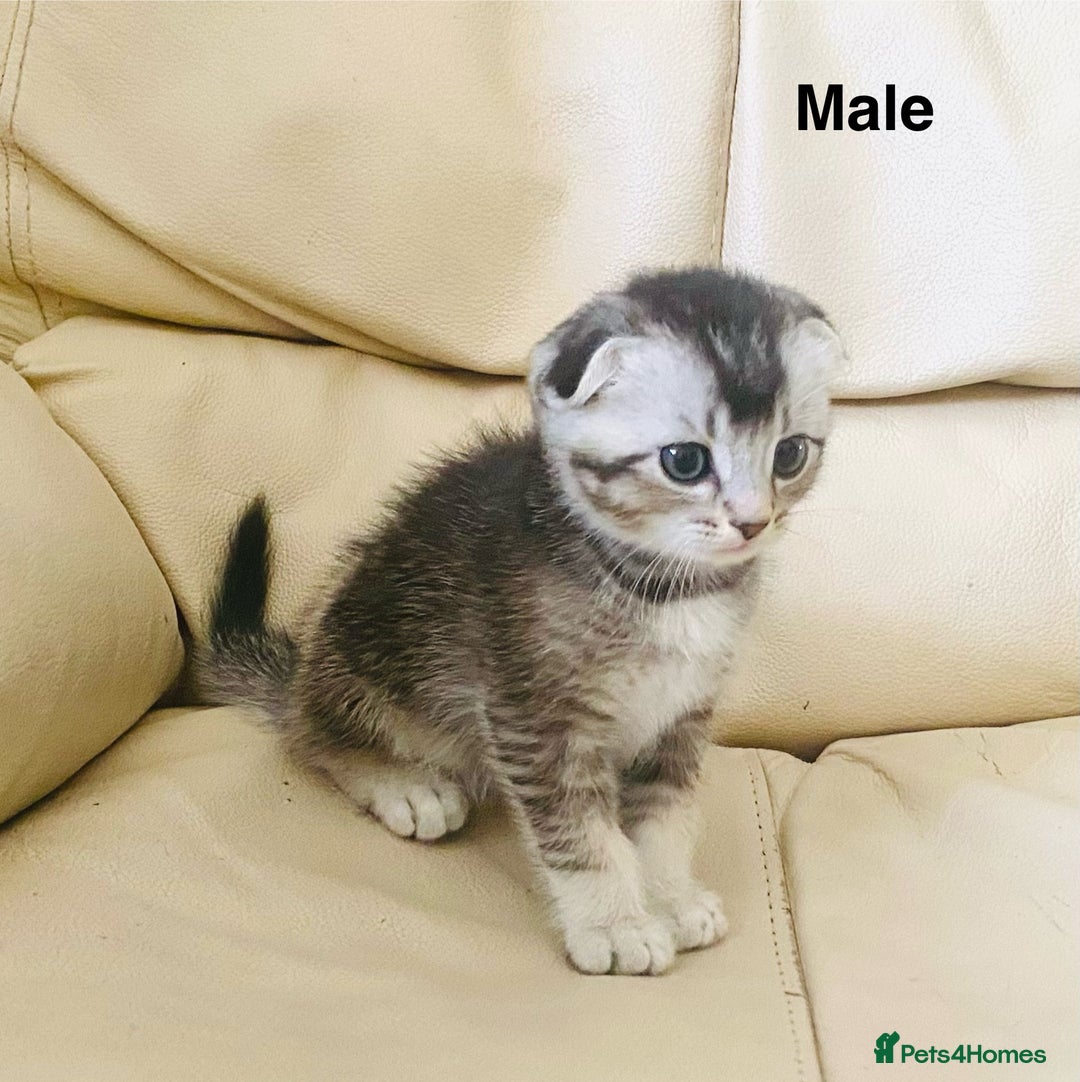 Scottish Fold cats for sale: Adorable 8 weeks old Scottish fold kittens! - Image 11