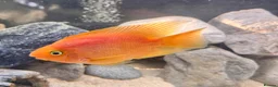 Cichlids fish for sale: Blood red parrot fish in Manchester - Advert 1