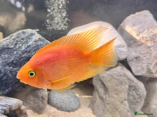 Cichlids fish Blood red parrot fish - Advert 3