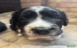 Sprollie dogs for sale: Beautiful Sprollie Puppies for sale - Image 6