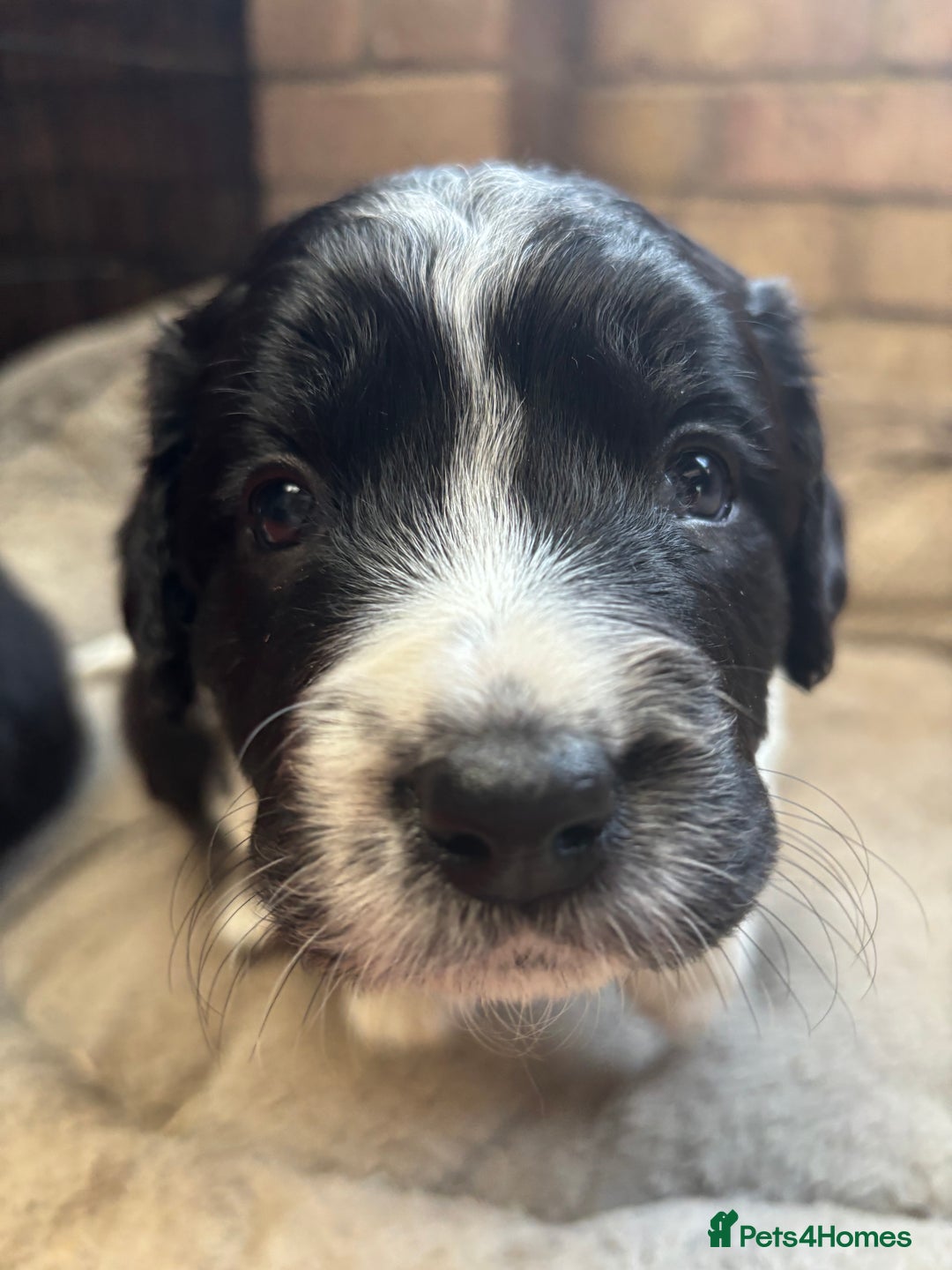 Sprollie dogs for sale: Beautiful Sprollie Puppies for sale - Image 6