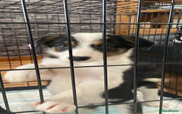 Border Collie dogs for sale: Border collies Dundee  - Image 4
