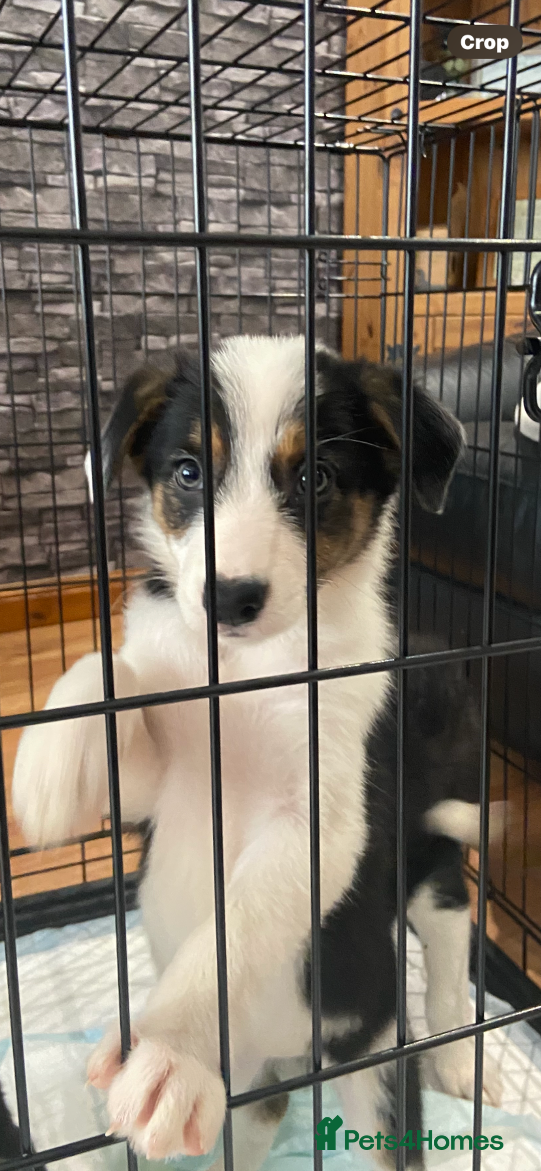 Border Collie dogs for sale: Border collies Dundee  - Image 4