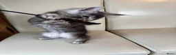 Maine Coon cats for sale: Ready Now Quality TICA Maine Coons active possible - Advert 6