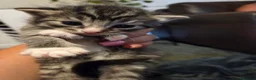 Mixed Breed cats for sale: Beautiful babies - Advert 5