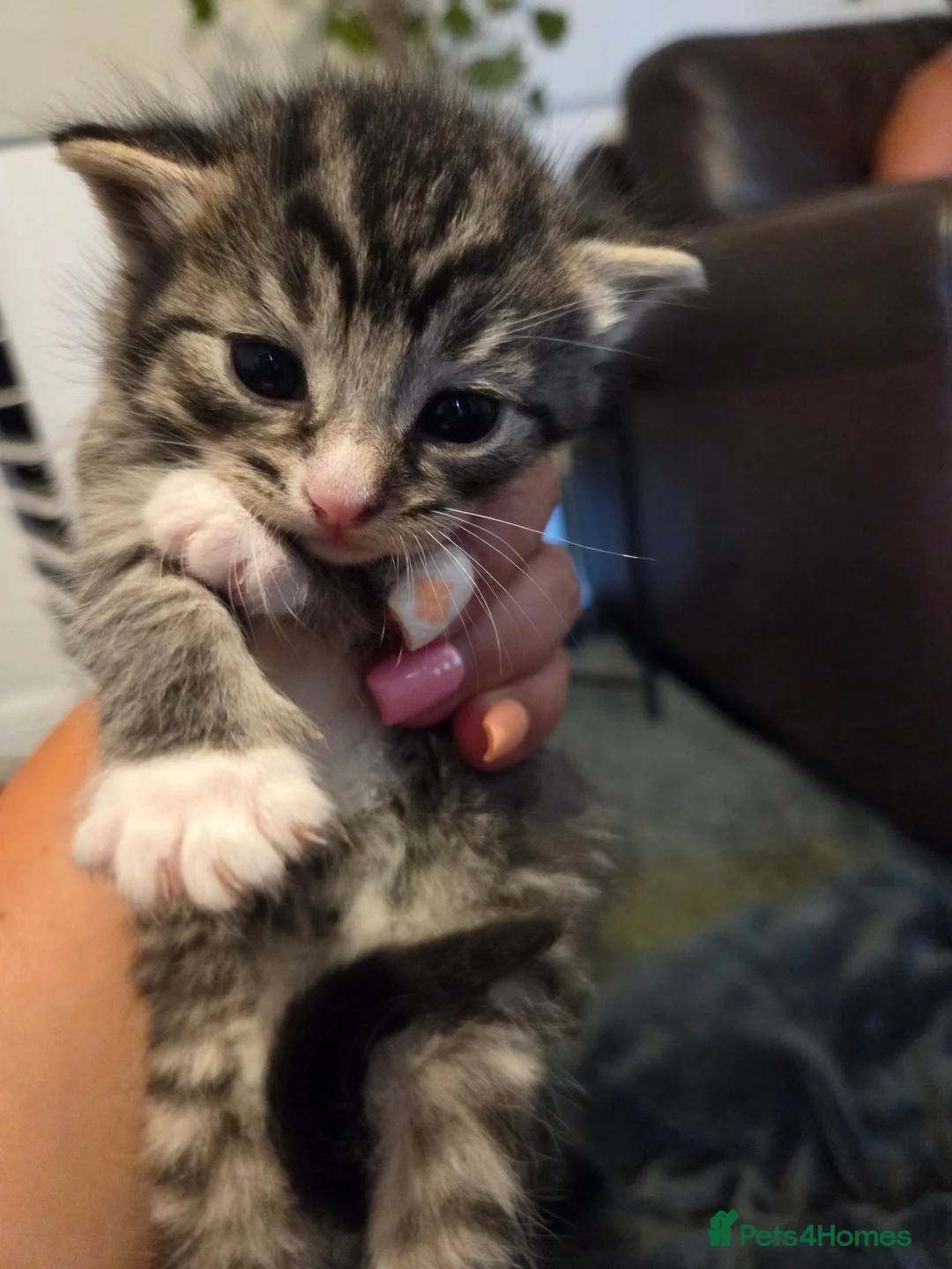 Mixed Breed cats for sale: Beautiful babies - Advert 5