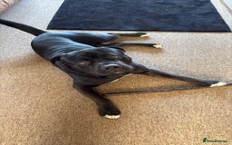 Mixed Breed dogs for sale: Rehoming our Kane boy - Image 2