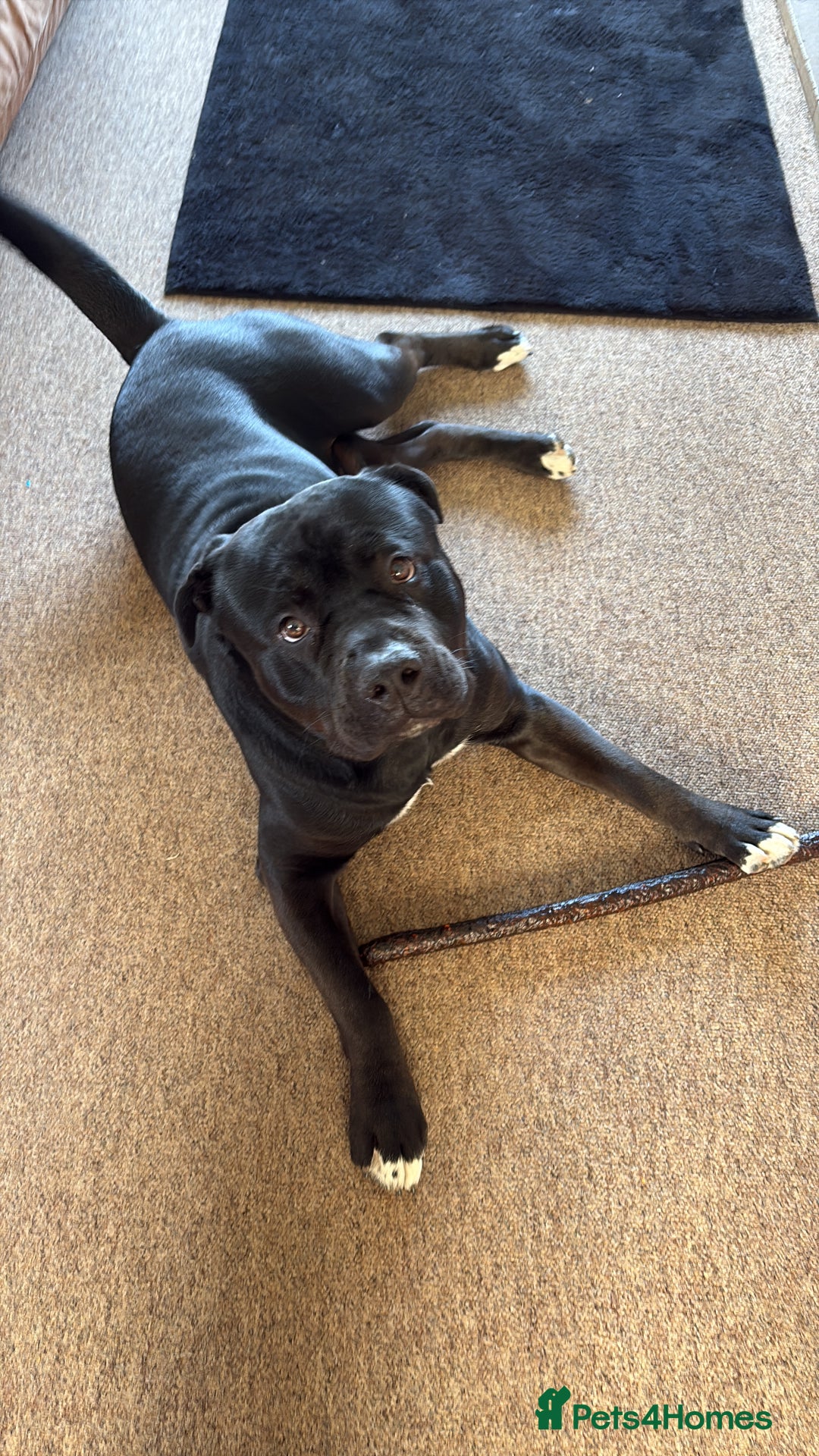 Mixed Breed dogs for sale: Rehoming our Kane boy - Image 2