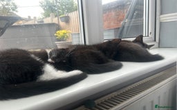 Mixed Breed cats for sale: READY NOW FOR THERE FOREVER HOMES - Image 2