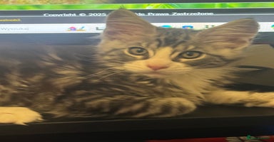 Maine Coon cats - Advert 7