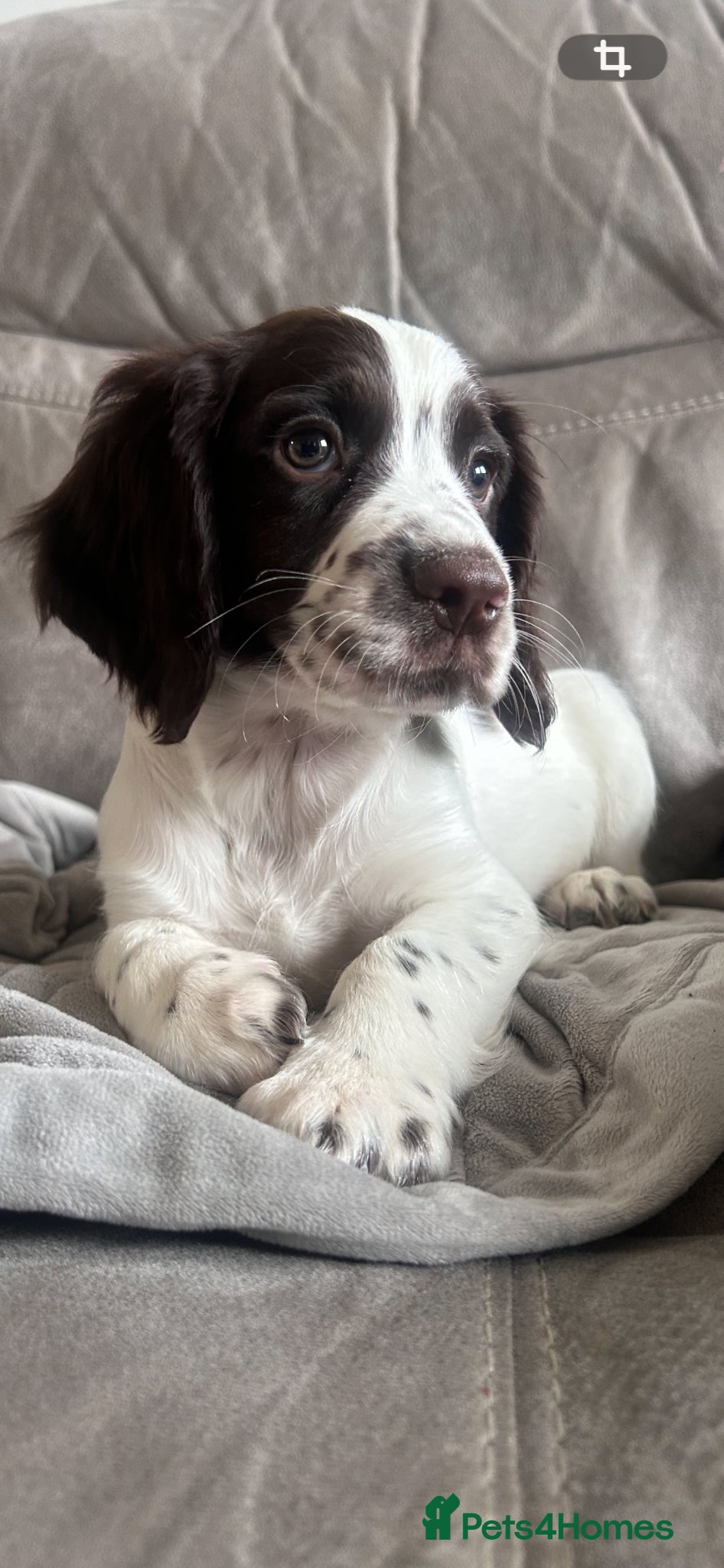 Sprocker dogs Sprocker Spaniel - Advert 5