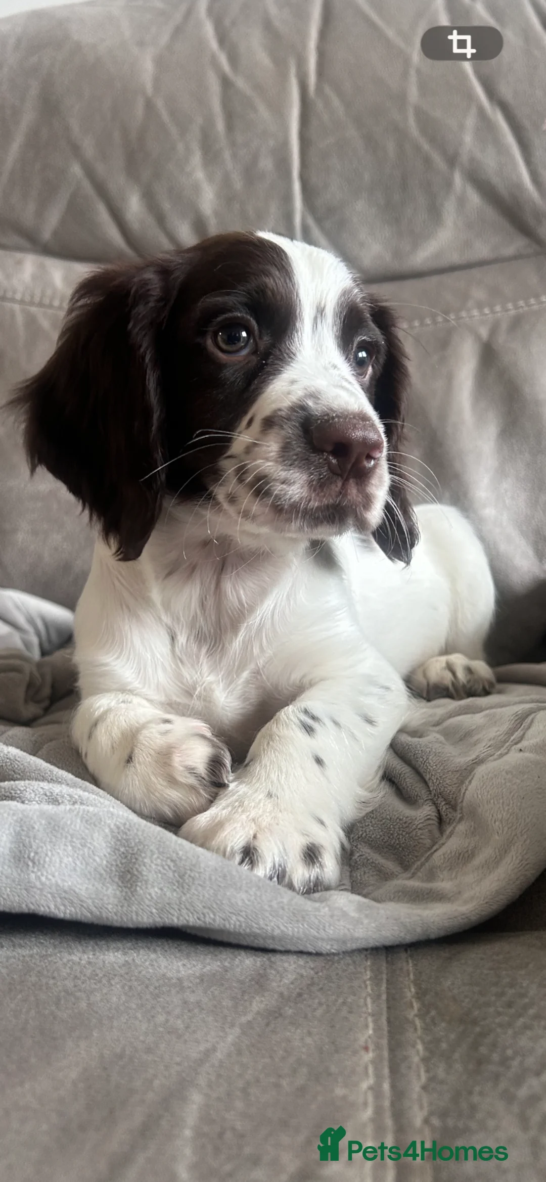 Sprocker dogs for sale: Sprocker Spaniel in Weymouth - Advert 1