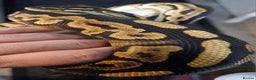 Python Snake reptiles for sale: Ball python, Black pastel (paradox)  - Advert 4