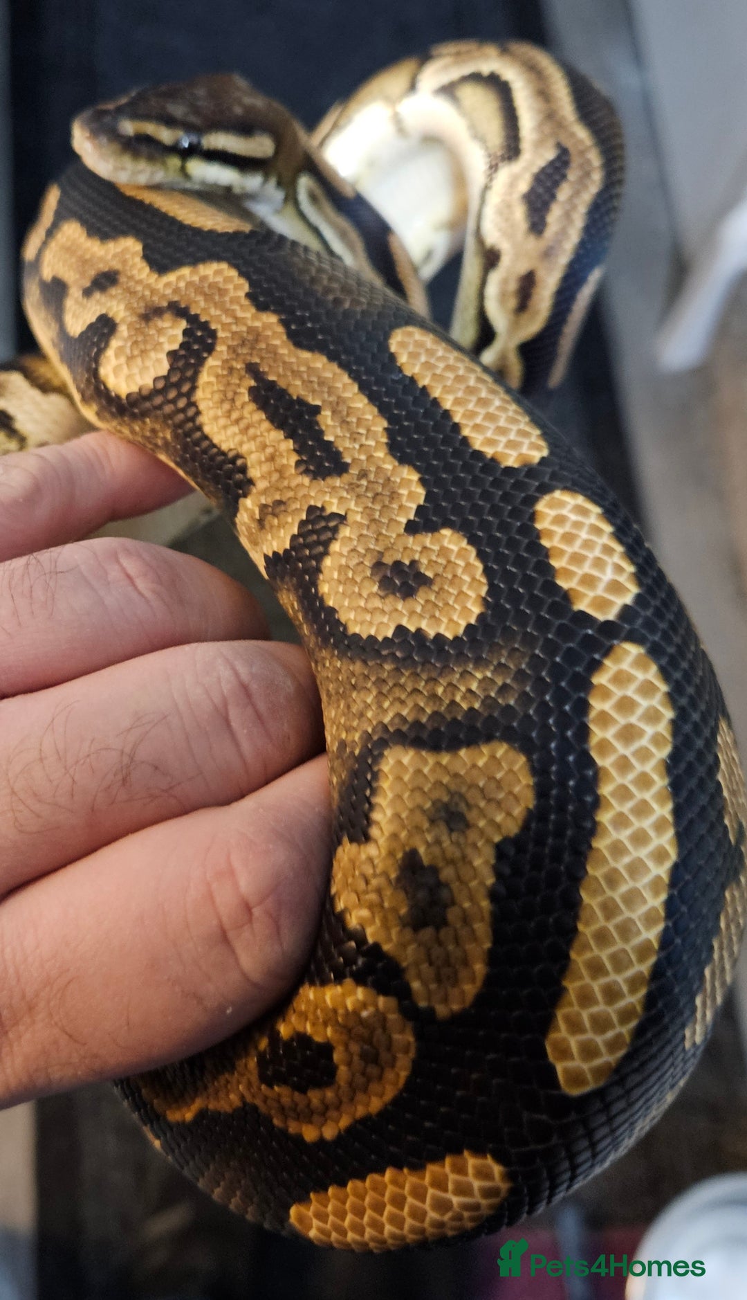 Python Snake reptiles for sale: Ball python, Black pastel (paradox)  - Advert 4