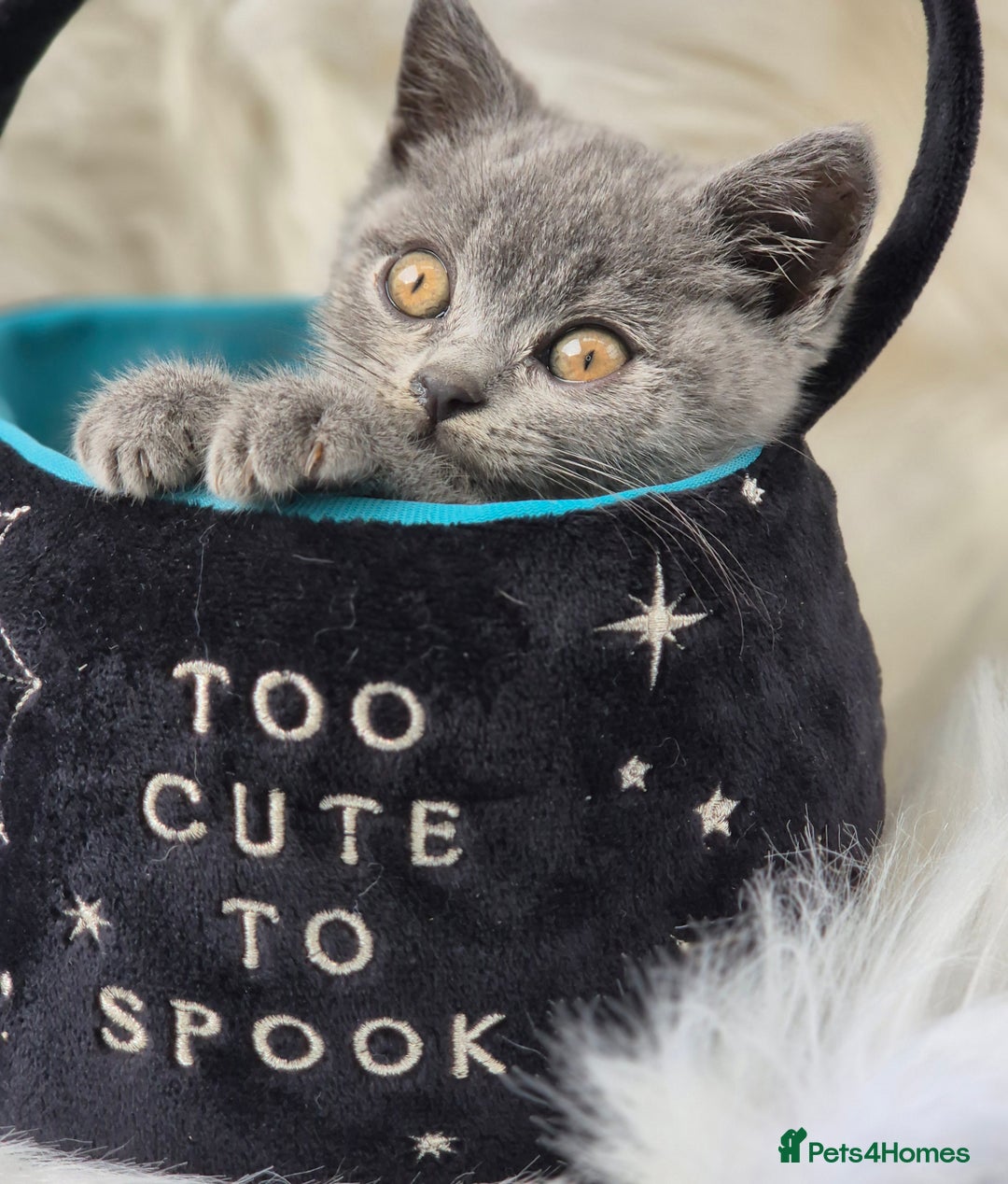 British Shorthair cats for sale: Absolute darling BSH kits GCCF Reg Fantastic type - Image 14