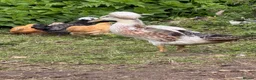 Ducks poultry for sale: Silver Appleyard LF - Advert 3