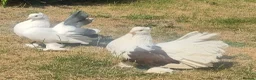 Pigeons birds for sale: Indian fantails  - Advert 2