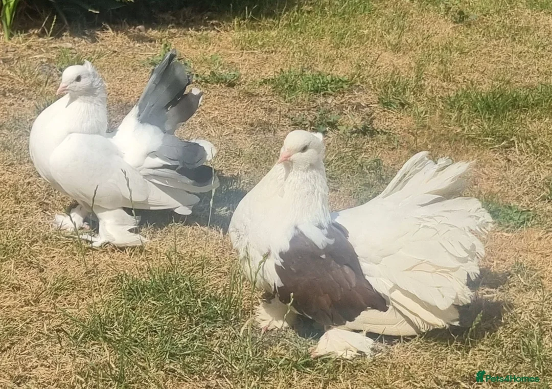 Pigeons birds for sale: Indian fantails  - Advert 2