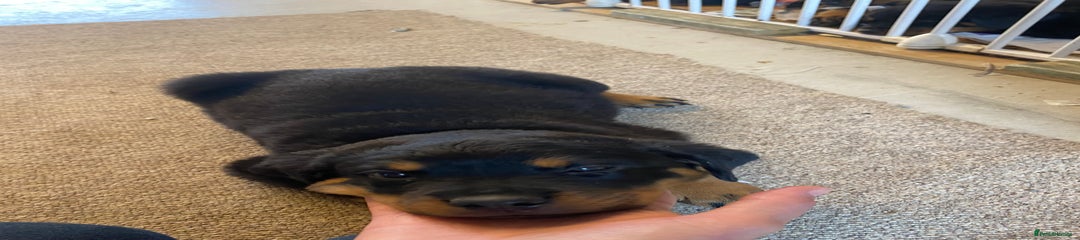Rottweiler Puppy 3 “Gate Lock”