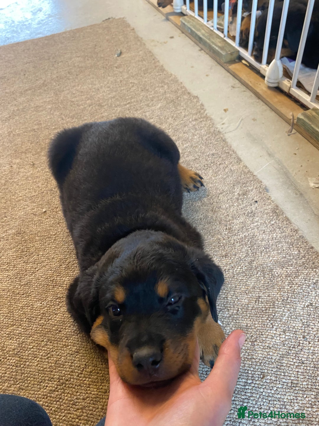 Rottweiler dogs for sale: Champion Bloodline Rottweilers - Image 33