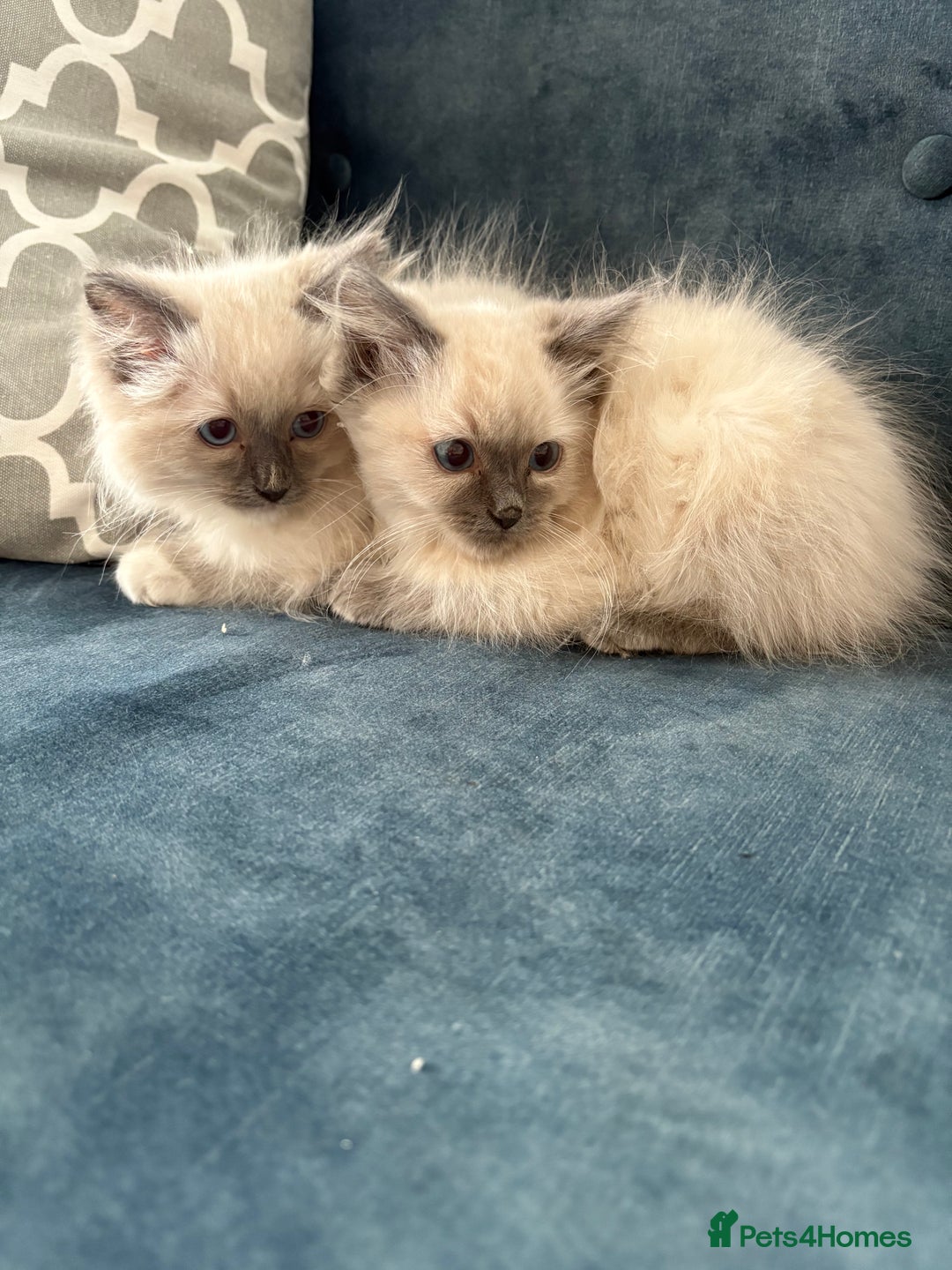 Ragdoll cats for sale: Pure ragdoll kittens  - Image 7