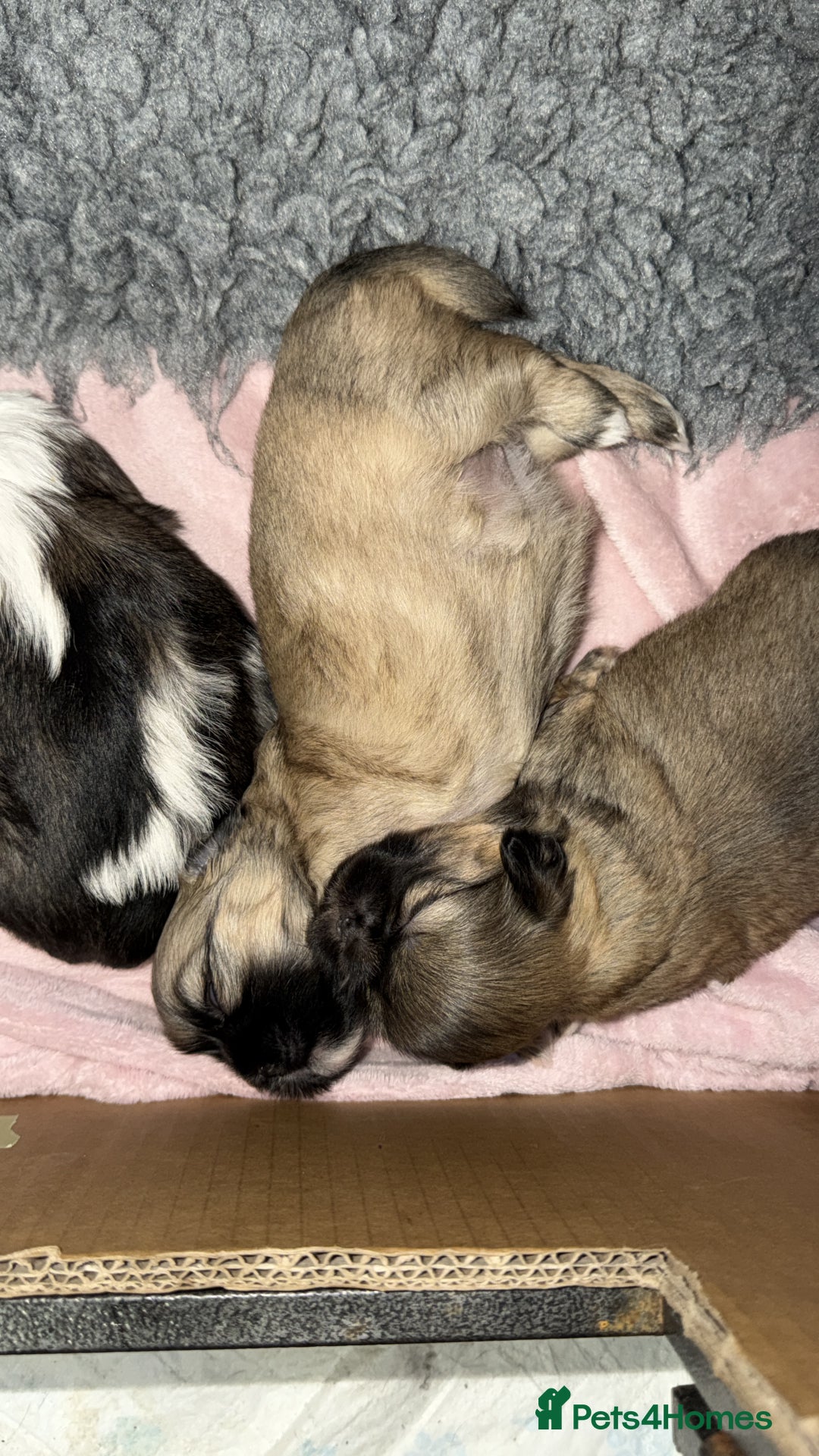 Shih Tzu dogs for sale: Shih Tzu’s  - Advert 9