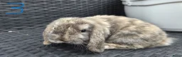 Mini Lop rabbits for sale: Pure Bred Mini Lop babies - Ready Now - Advert 4