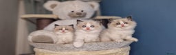 Ragdoll cats for stud: G.Champion✅GCCF/TICA Reg✅FIV/FELV/DNA✅Ragdoll stud in London - Advert 29
