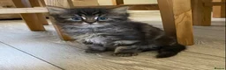 British Longhair cats for sale: 4 adorable kittens - Advert 5