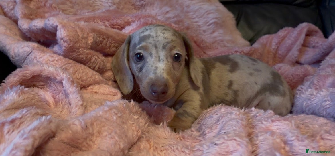 Miniature Dachshund dogs Beautiful miniature dachshund puppies  - Advert 2