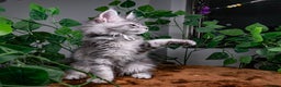 Maine Coon cats for sale: 8 STUNNING PEDIGREE TICA REG MAINE COON KITTENS - Advert 22