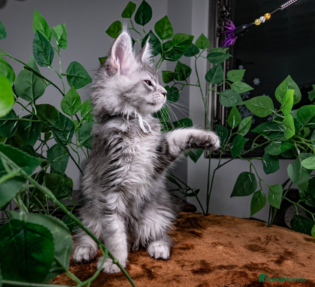 Maine Coon cats for sale: 8 STUNNING PEDIGREE TICA REG MAINE COON KITTENS - Advert 22