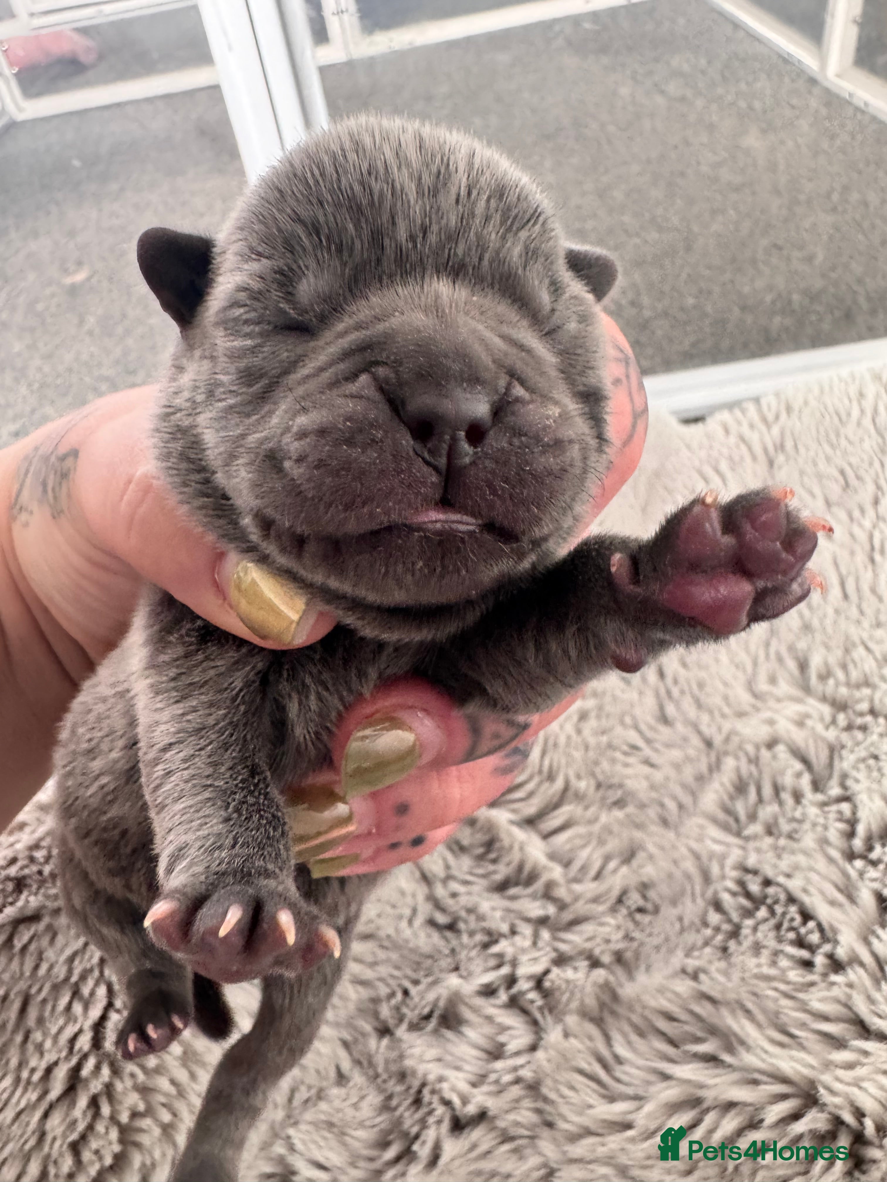 Mixed Breed dogs for sale: Beautiful Litter of French Chows - Advert 15