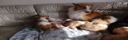 Rough Collie dogs for sale: Rough Collie in Houghton le Spring - Advert 9