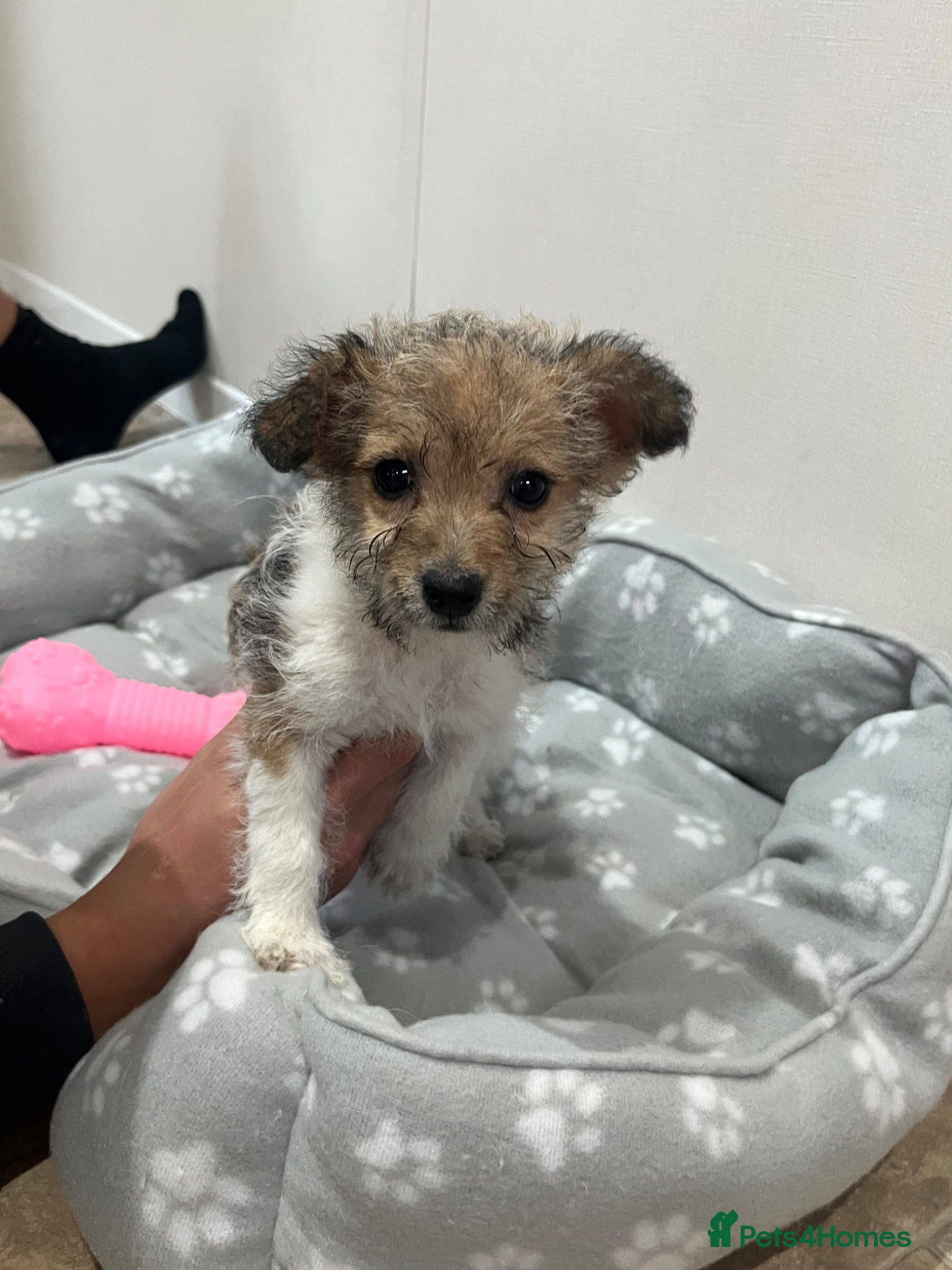 Jack Russell dogs for sale: Gorgeous tiny Jack Russell‘s in High Wycombe - Advert 21