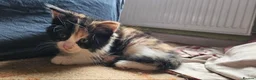 Mixed Breed cats for sale: Siberian X calico girl is looking for a new home - Advert 3