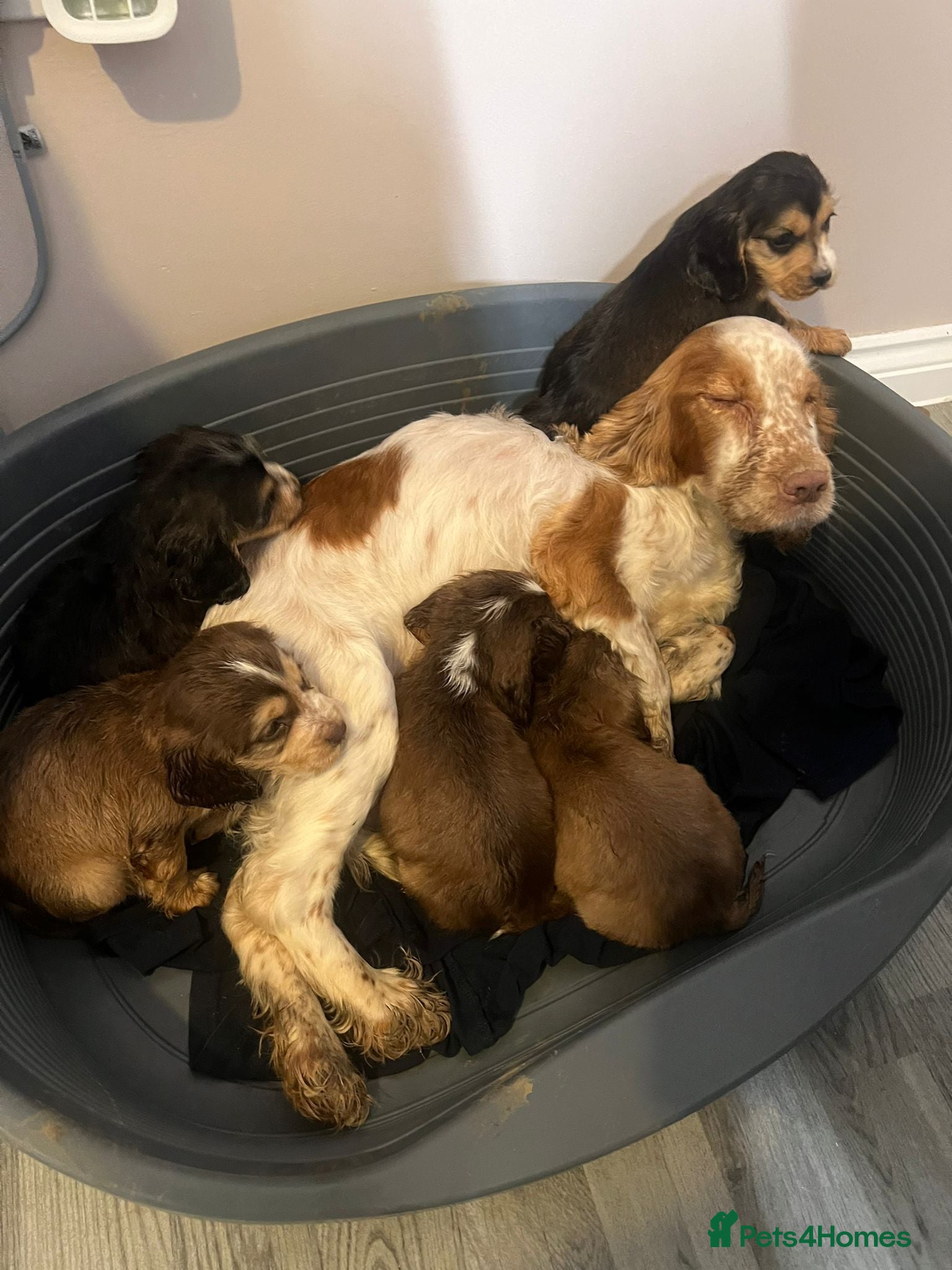 Cocker Spaniel dogs Cocker spaniel puppy’s  - Advert 9