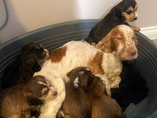 Cocker Spaniel dogs Cocker spaniel puppy’s - Advert 11