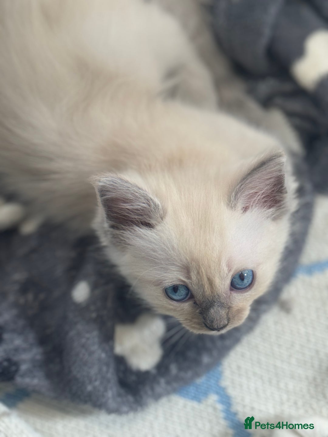 Ragdoll cats for sale: ⭐️BLUEPOINT RAGDOLL KITTEN ⭐️ - Image 39