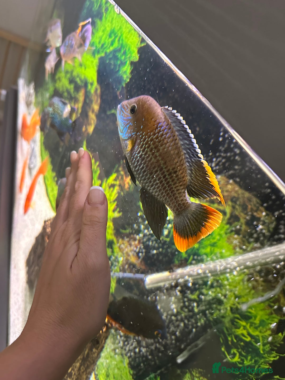 Cichlids fish for sale: Tropical fish  - Image 16