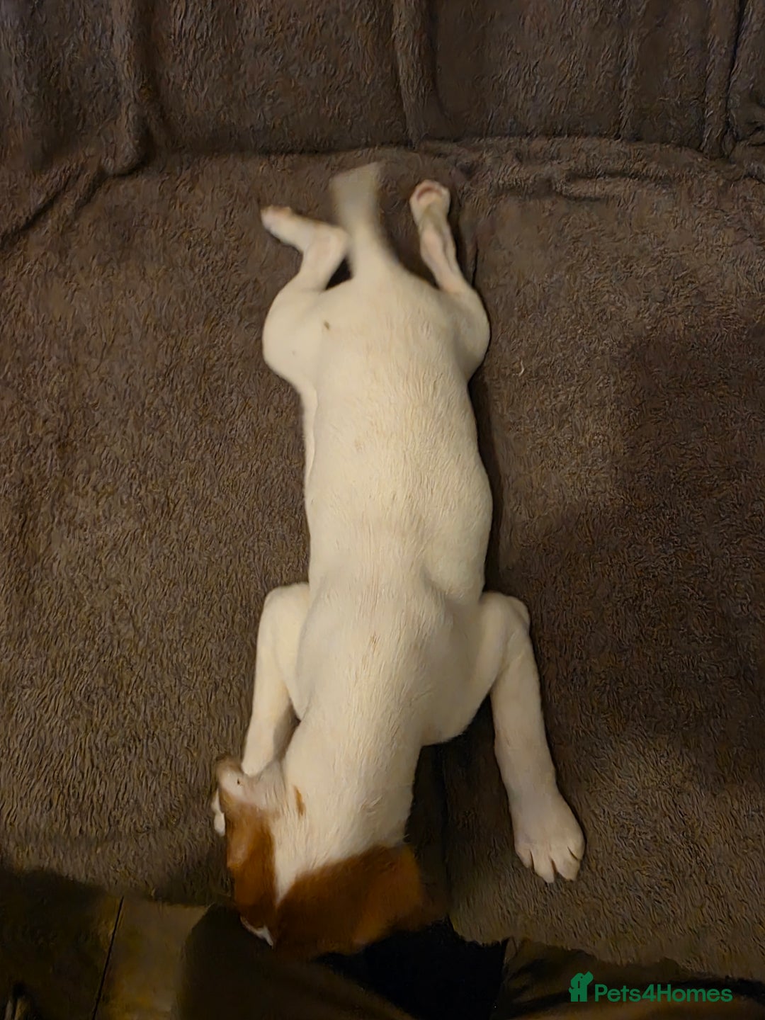 Mixed Breed dogs for sale: Italian Greyhound x Bull Greyhound Puppies - Advert 18