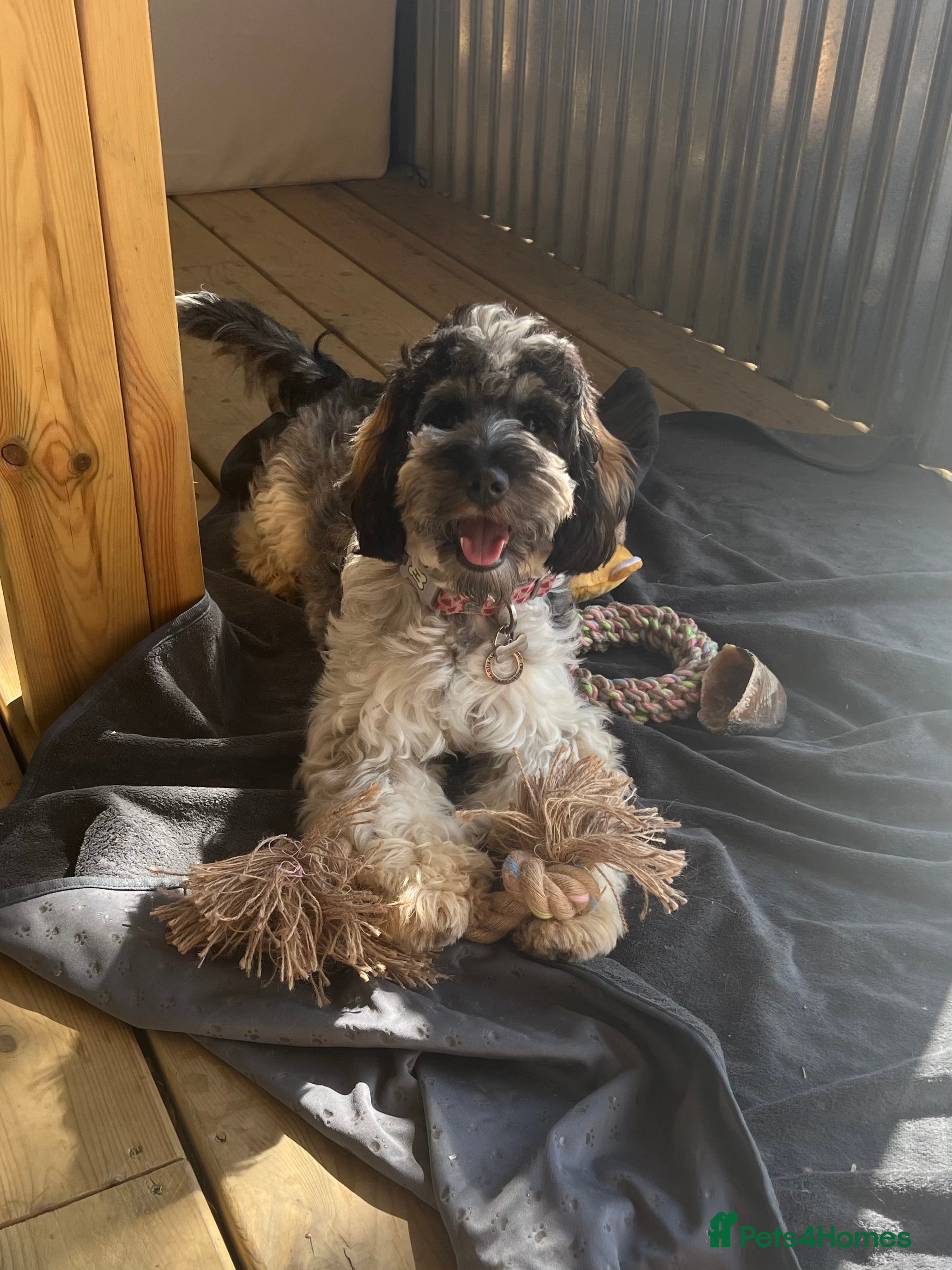 Mixed Breed dogs Miniature Parti Schnockerpoo Puppies  - Advert 1