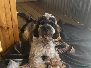 Mixed Breed dogs Miniature Parti Schnockerpoo Puppies - Advert 1