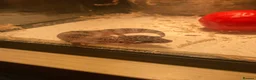 Gecko reptiles for sale: Lepard Geckos For Sale  - Advert 5