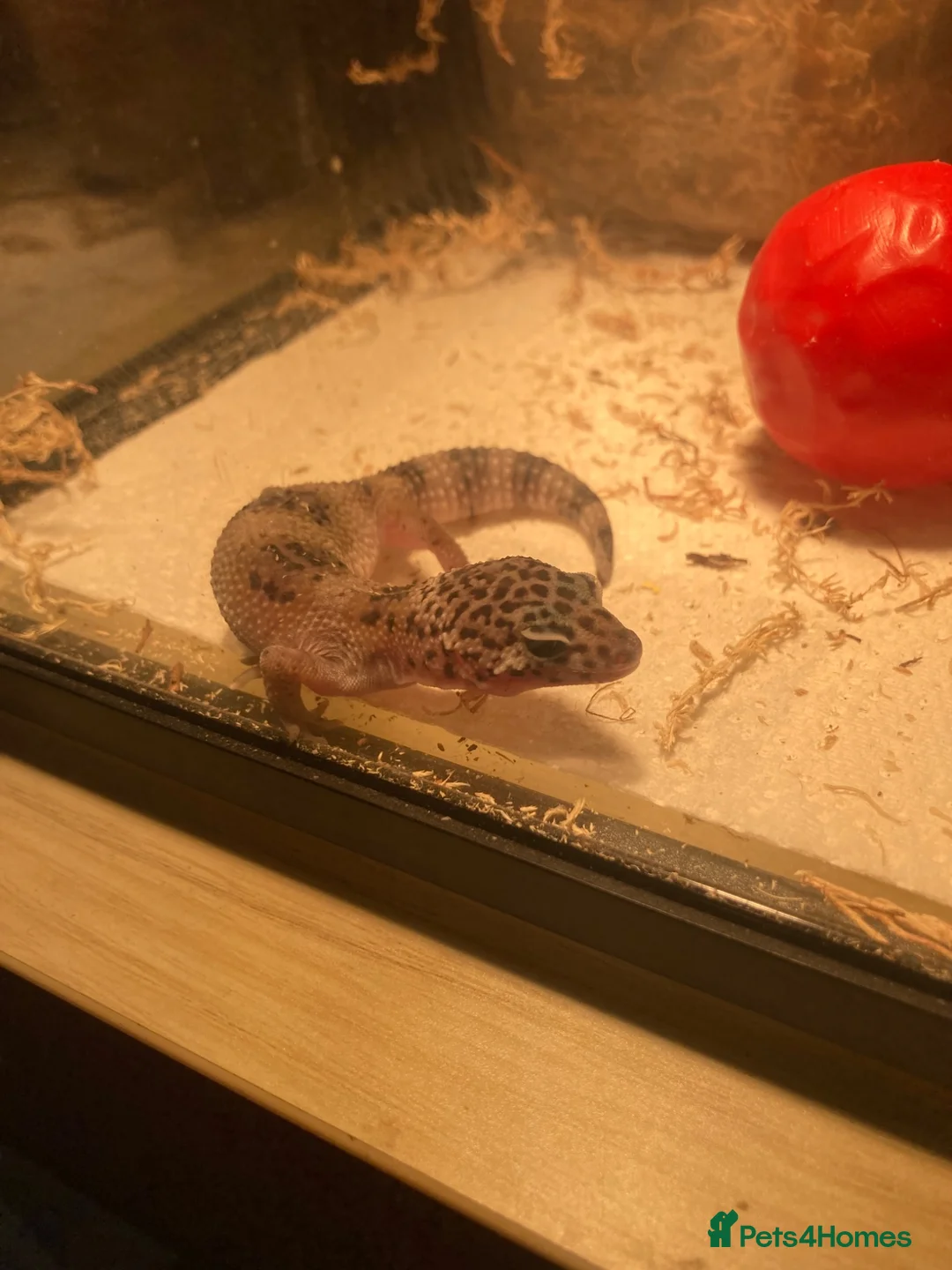 Gecko reptiles for sale: Lepard Geckos For Sale  - Advert 4